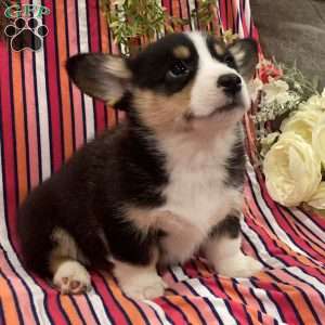 Coffee, Pembroke Welsh Corgi Puppy